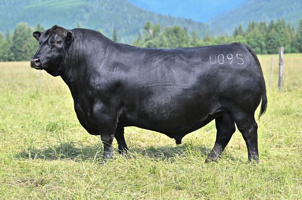 Belvin Honey Jack - Elite Angus Sire